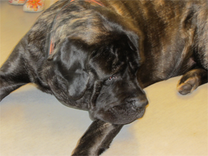 hund3